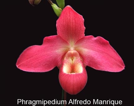 Phragmipedium Alfredo Manrique