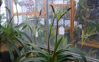 Capsulas de phragmipedium kovachii en desarrollo