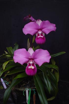 Phragmipedium kovachii Laura