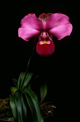 Phragmipedium kovachii Jessica