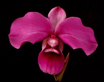 Phragmipedium kovachii Grimanesa