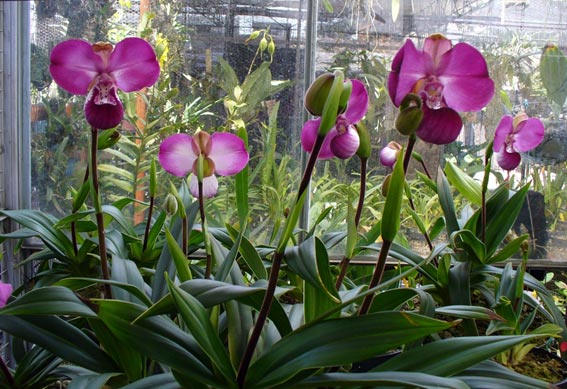 Phragmipedium kovachii