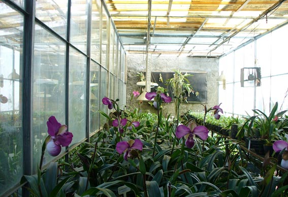 Phragmipedium kovachii